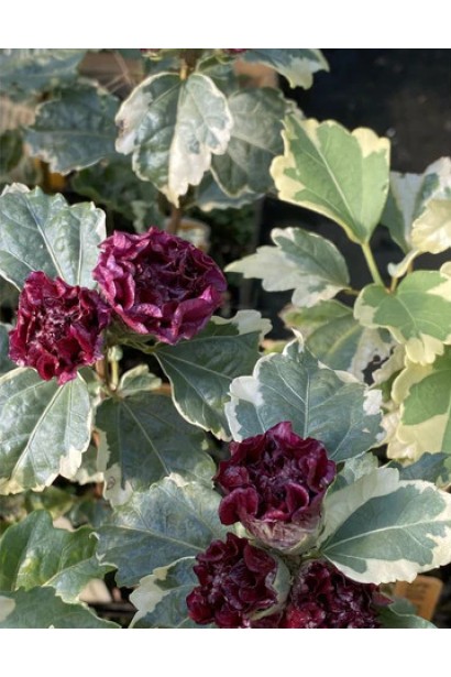 Куст гибискуса сирийского с обильным цветением.